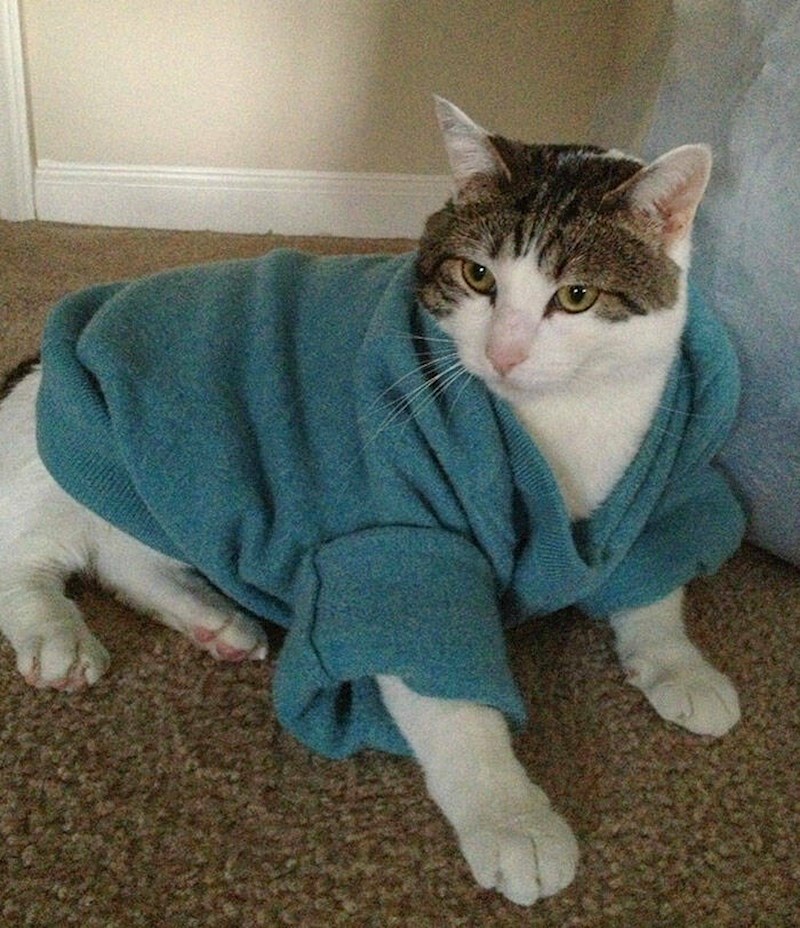 13. Kako mi je žena poručila da je smanjila moju najdražu vestu