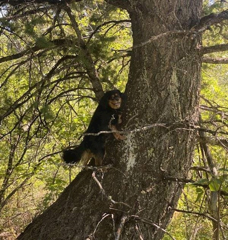 19. Pas koji glumi vjevericu