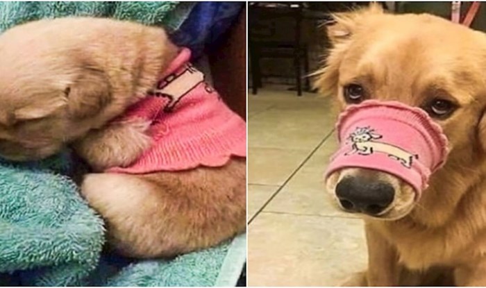 19 dirljivih fotki koje dokazuju da su kućni ljubimci kao bebe čak i kad skroz odrastu