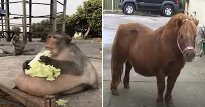 VIDEO 10 bucmastih životinja koje ne mogu prestati jesti