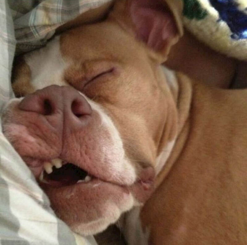 4. "Kad sam ju udomljavala rekli su da je jako sramežljiva i da voli svoju privatnost. Kako me onda ovaj prizor budi svako jutro?"