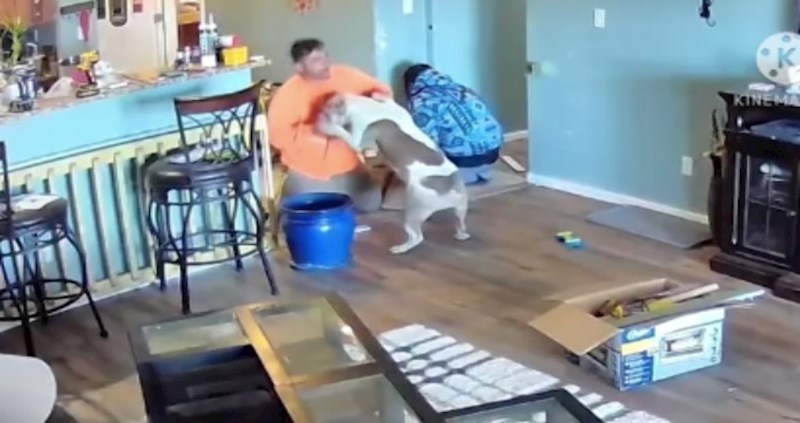 Snimka nadzorne kamere otkrila je vlasnici što je majstor radio s njezinim psom, ovo je preslatko