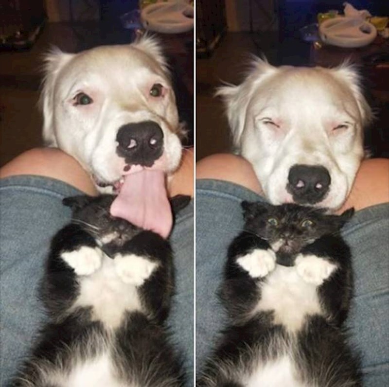 16. Maci nije jasno što ju je to opalilo po licu