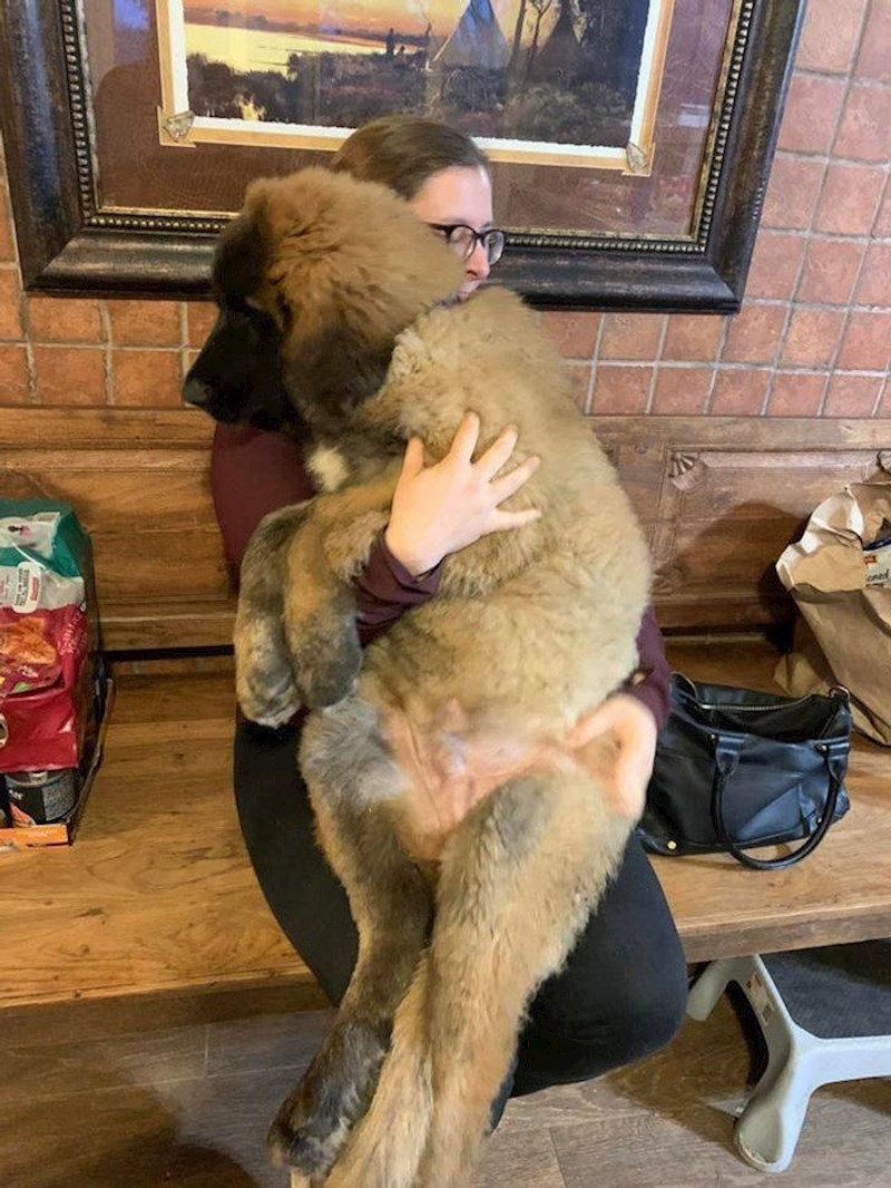 1. Leonberger od 2 i pol mjeseca jedva stane u naručje svoje vlasnice
