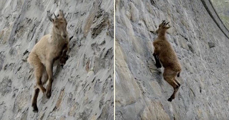 VIDEO Pogledajte nevjerojatne planinske koze koje prkose gravitaciji penjući se uz visoku branu