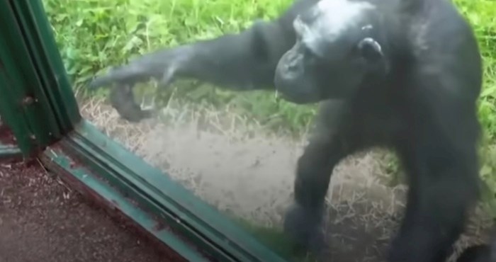 VIDEO Čimpanza iz zoološkog vrta na nevjerojatan način objasnila je ljudima da želi njihovo piće