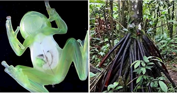 VIDEO 10 bizarnih stvari koje su pronađene u dubinama amazonske prašume