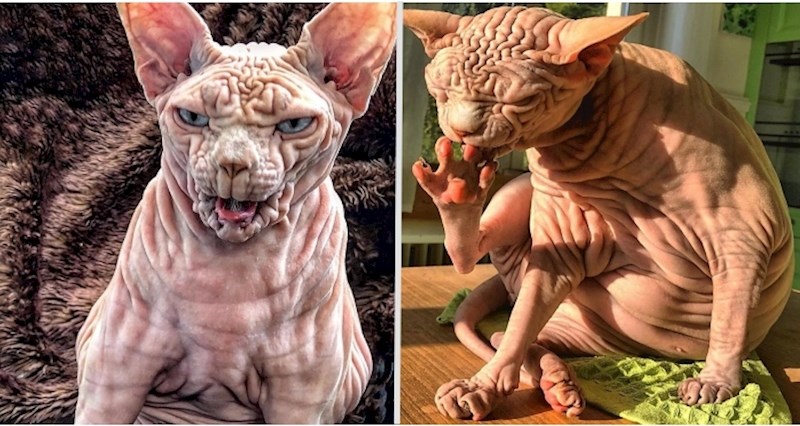 Upoznajte Xherdana, umiljatog mačka prilično jezivog izgleda