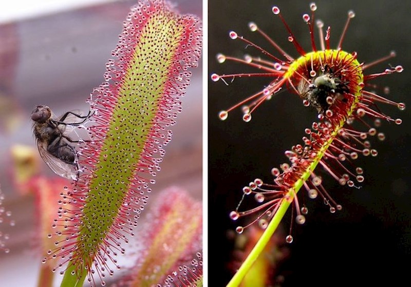 6. Drosera