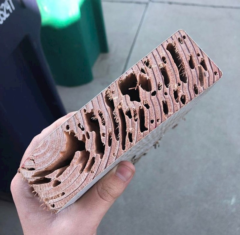 15. Šteta od termita