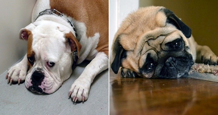 19 životinja čiji bi vas tužni izrazi lica mogli rasplakati
