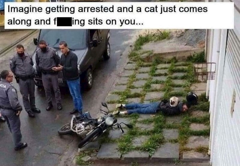 8. Tip je uhićen i dok je čekao da ga smjeste u policijski kombi, na njega je nonšalantno sjela mačka