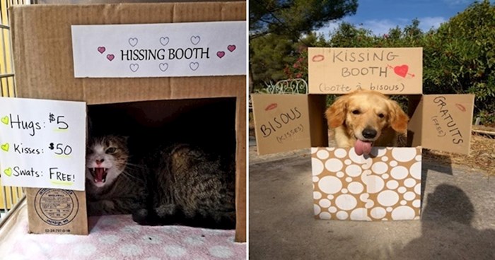 20 fotki iz kabina za ljubljenje na kojima se savršeno vidi razlika između mačaka i pasa