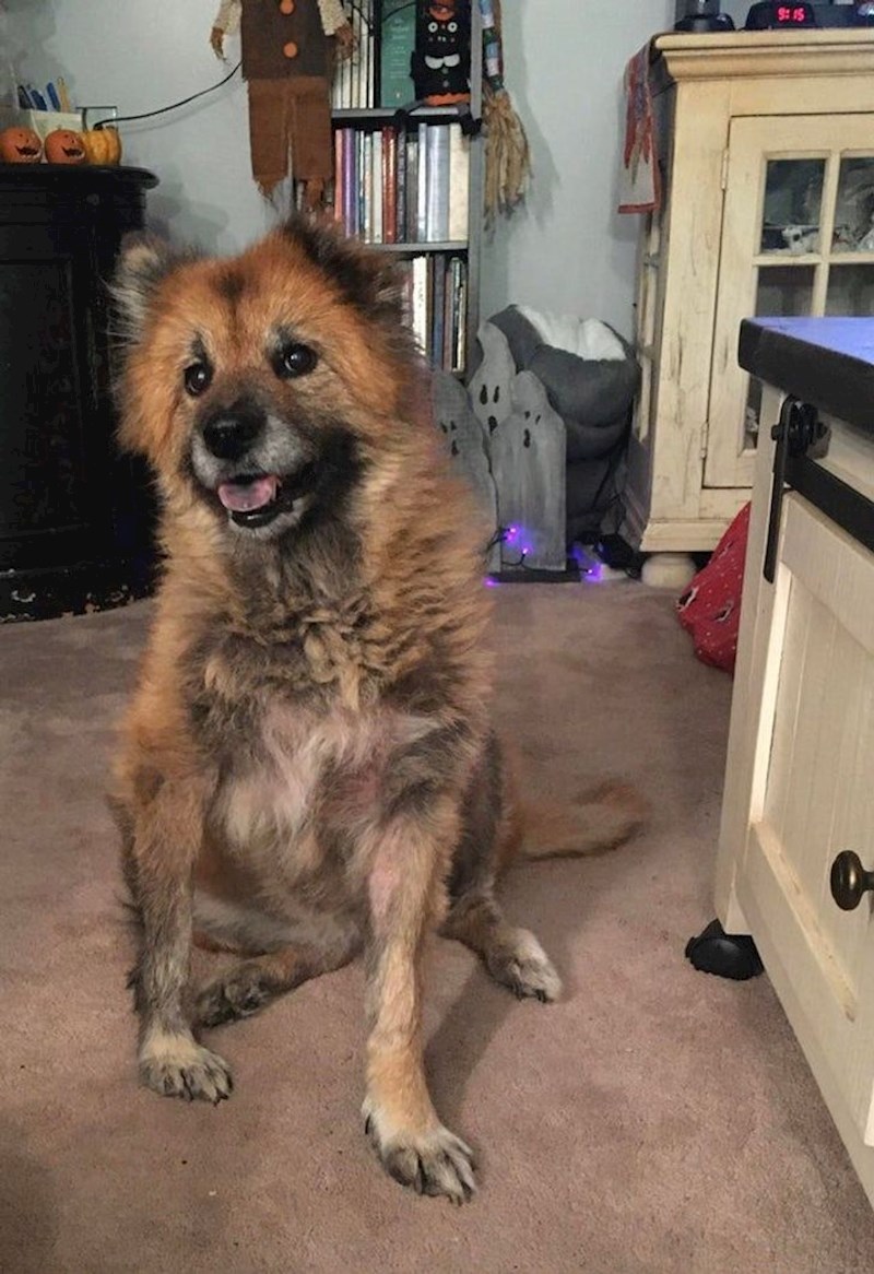 2. Ovo je moj pas koji je glasnim lajanjem dozvao susjede i spasio me od moždanog udara.