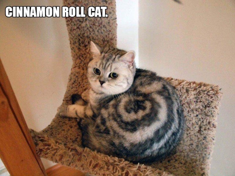 9. Maca koja izgleda kao cimet rolica😍