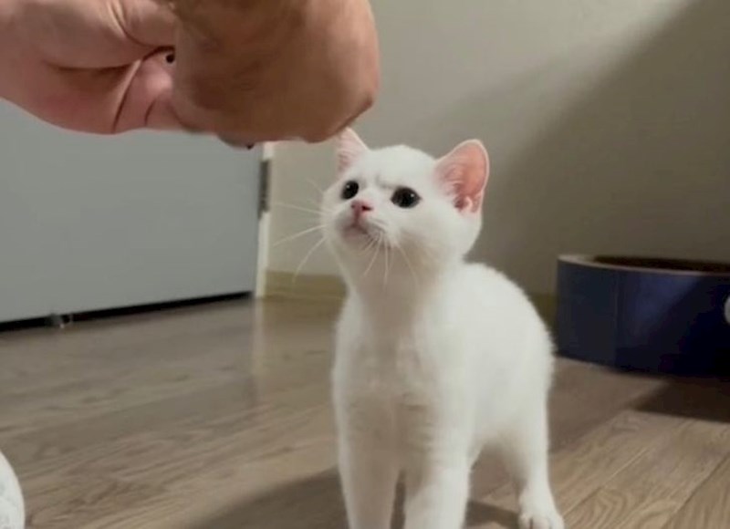 3. Gleda kako mu vlasnik popravlja igračku