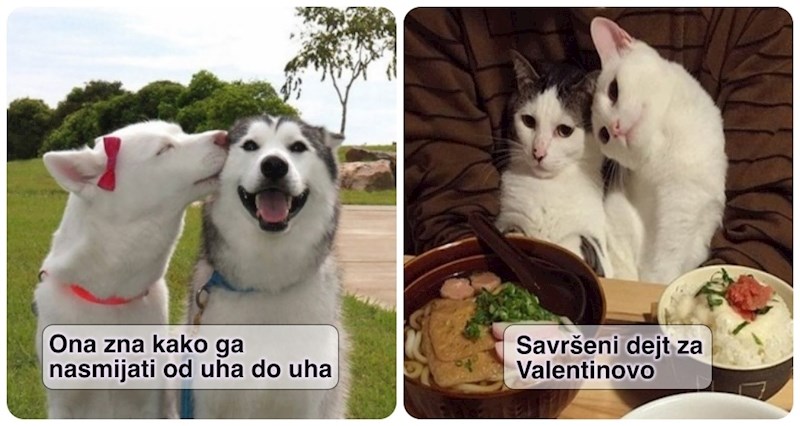 19 neodoljivih životinja koje je totalno obuzeo duh Valentinova