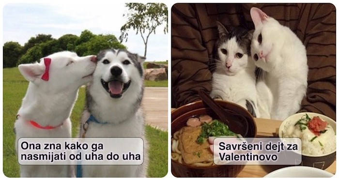 19 neodoljivih životinja koje je totalno obuzeo duh Valentinova