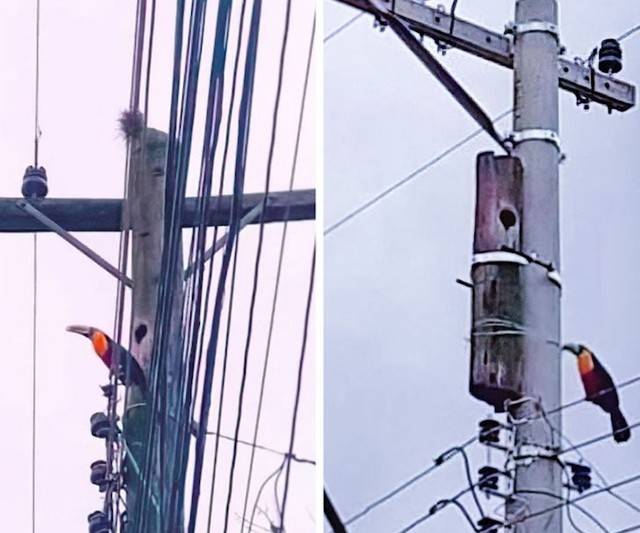 Zamijenili su ovaj drveni električni stup betonskim, ali su ostavili tukanovu kućicu.