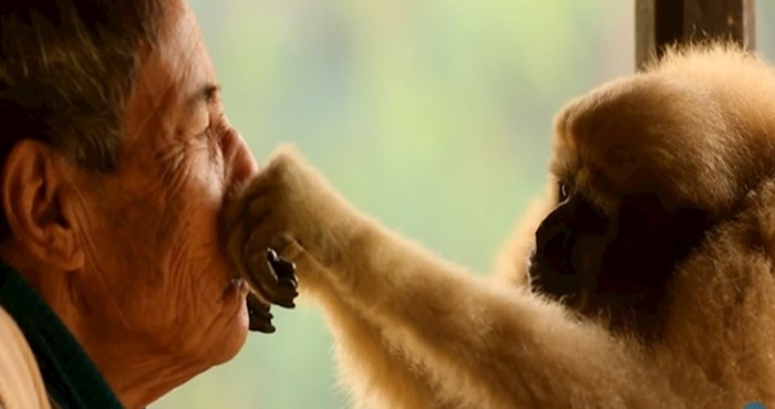 VIDEO Preslatka divlja majmunica ima poseban odnos s ljudima