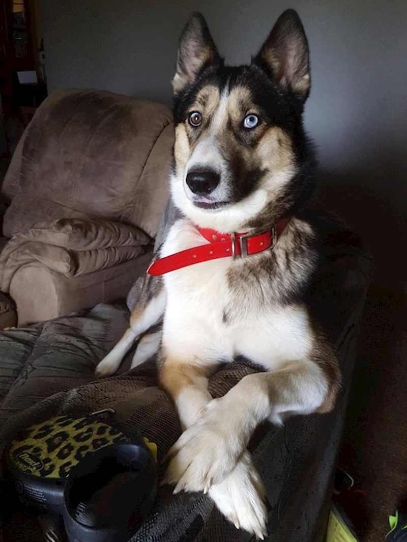 5. Njemački ovčar i haski