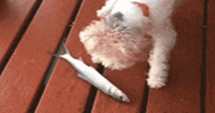 Ako se išta zna o ovom psu onda je to da nije nimalo nadaren za ribolov