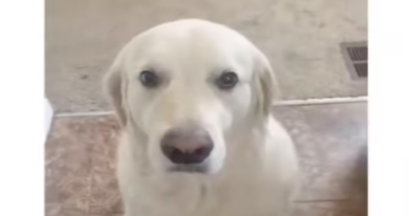 Ovaj pas ukrao je drugom psu poslasticu, nećete vjerovati kad vidite kako mu se ispričao