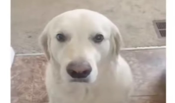 Ovaj pas ukrao je drugom psu poslasticu, nećete vjerovati kad vidite kako mu se ispričao