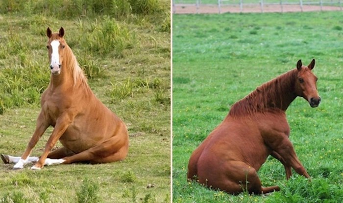 Smiješni konji koji su odlučili da moraju probati sjesti poput pasa