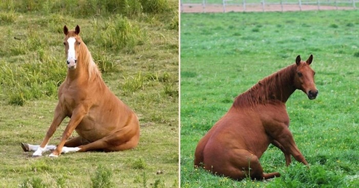 Smiješni konji koji su odlučili da moraju probati sjesti poput pasa