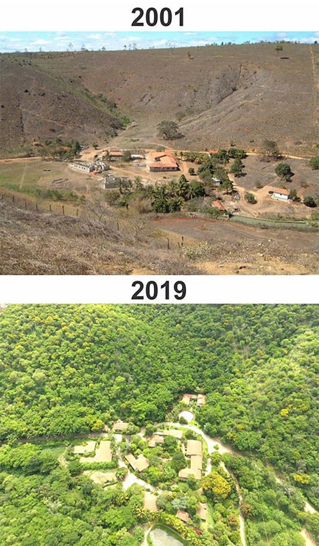 8. Par iz Brazila odlučio je početkom 2000-ih zasaditi stabla na svojoj zemlji. Evo kako im ide...😊