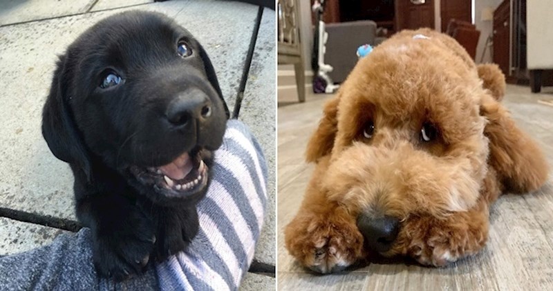 Da se dodjeljuje Oscar za najslađi pogled, ovi psići sigurno bi ga osvojili