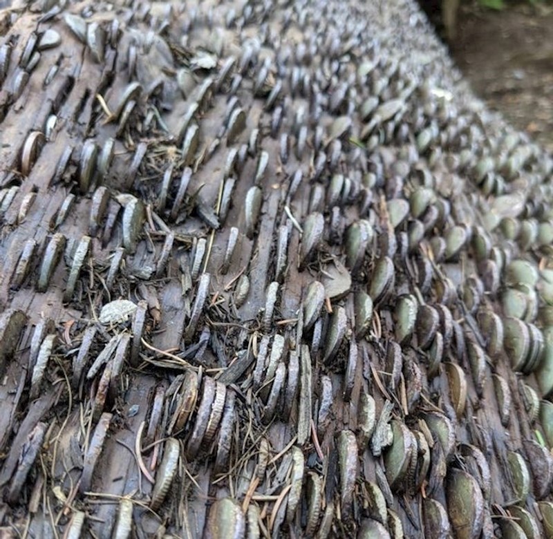 9. Kod jednog jezera u sjevernoj Engleskoj ljudi "za sreću" nabijaju novčiće u kore stabala😣