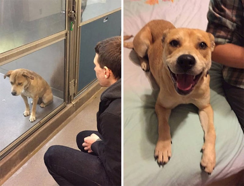 10. Preslatki peso prije i nakon udomljenja