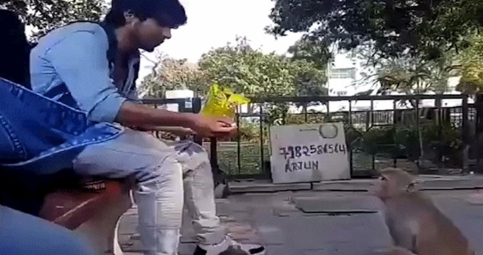 Ponudio je majmunčiću jedan slatkiš, no on je imao plan kako da dobije puno više