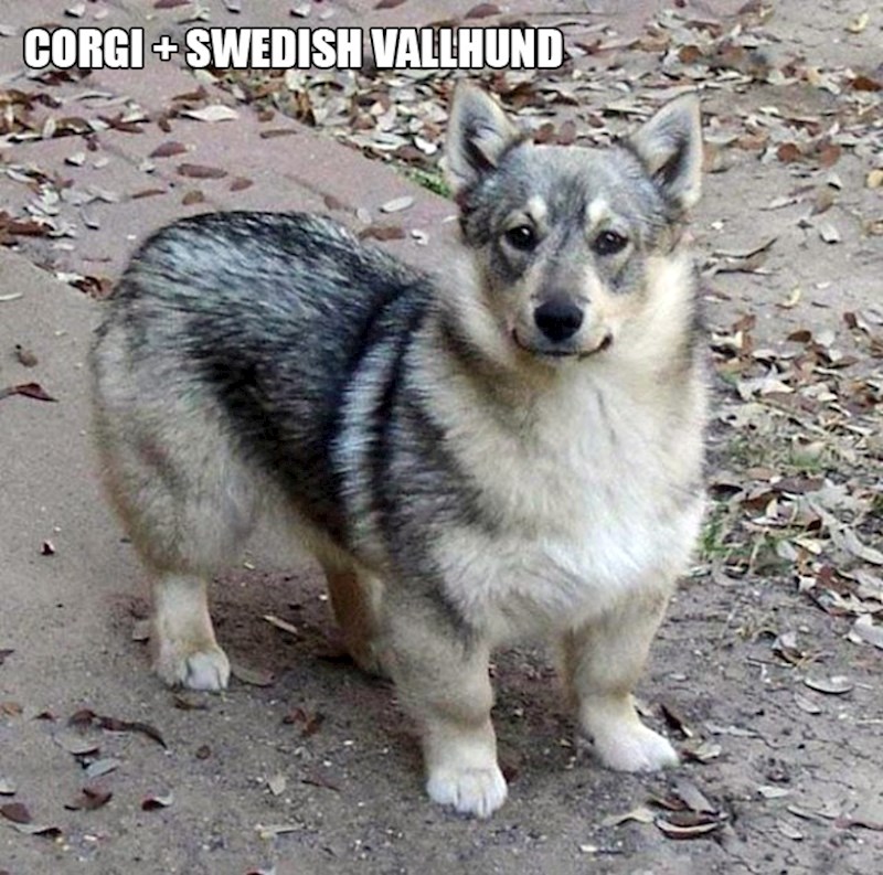 14. Korgi + švedski ovčar