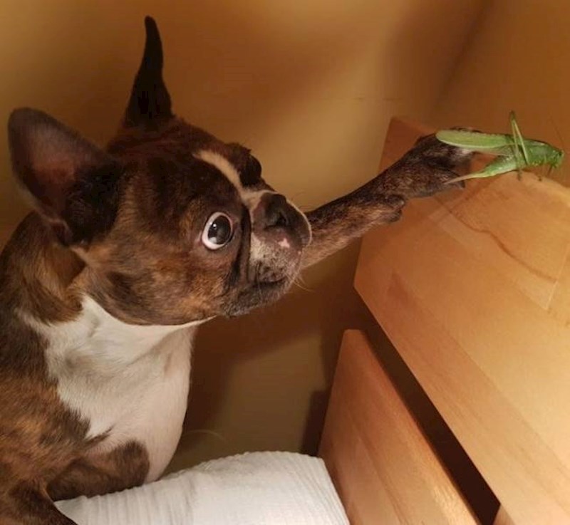 Prvi put vidi skakavca.