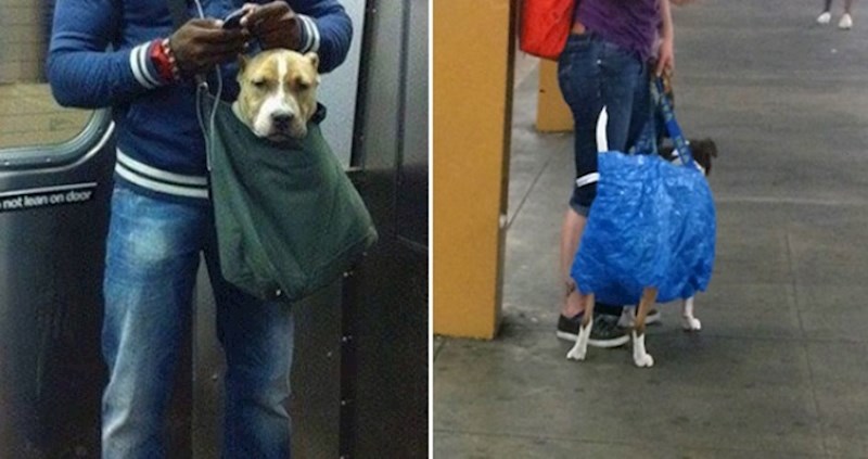 U New Yorku psi ne smiju u podzemnu ako ne stanu u torbu, ali vlasnici velikih pasa su se snašli
