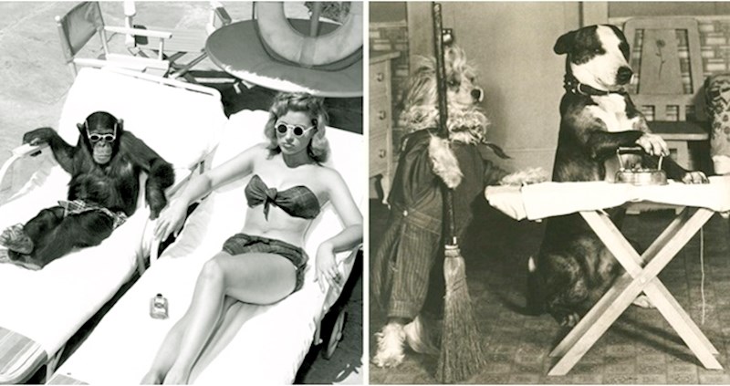 20 retro fotografija na kojima se životinje ponašaju poput ljudi