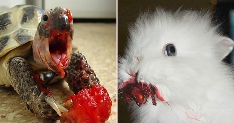 20 životinja koje izgledaju prilično zastrašujuće dok maste brk jagodama