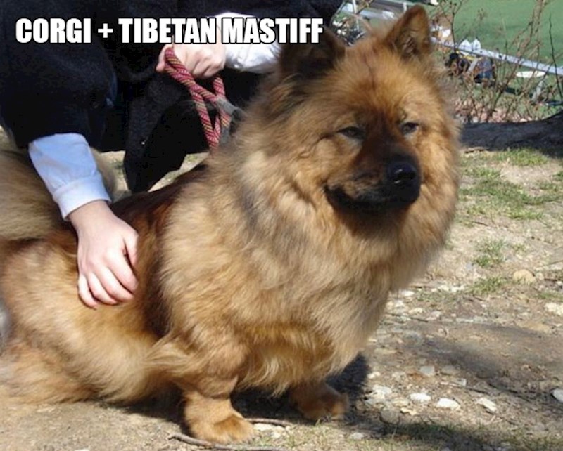 9. Korgi + tibetanski mastif