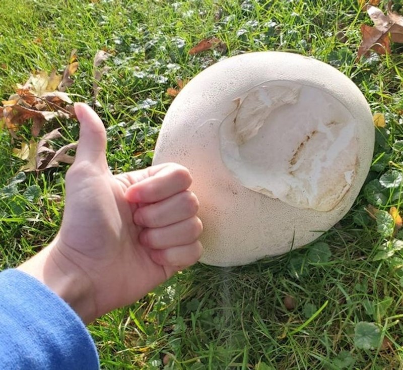 "Jelen je kušao jestivu gljivu iz mojeg dvorišta."