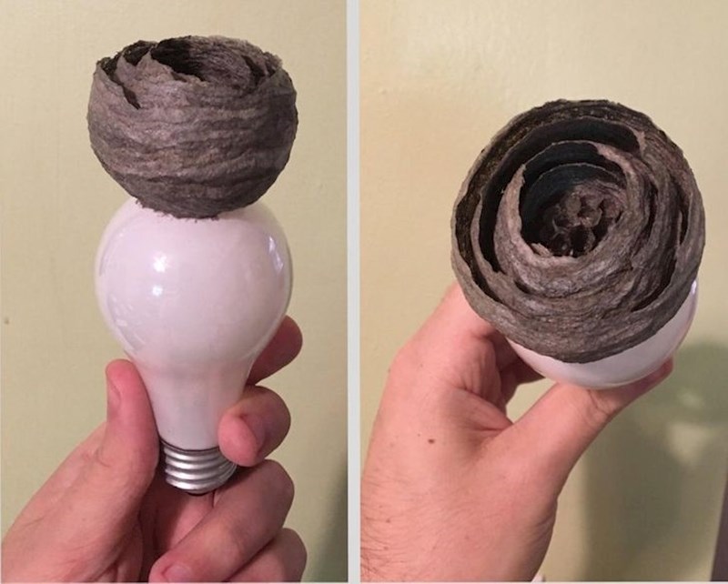 6. Osinje gnijezdo na žarulji.