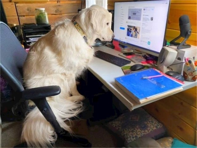 Terapijski pas u predahu od posla pregledava društvene mreže.