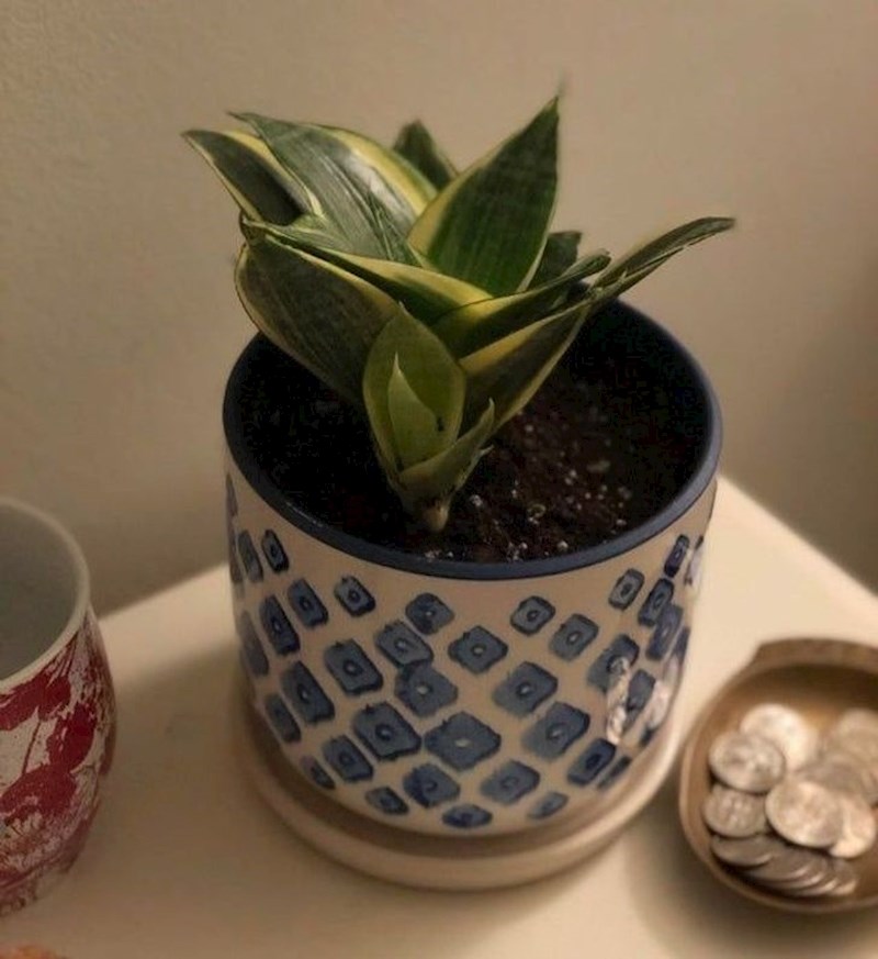 13. Uspjela sam održati ovu biljku na životu.