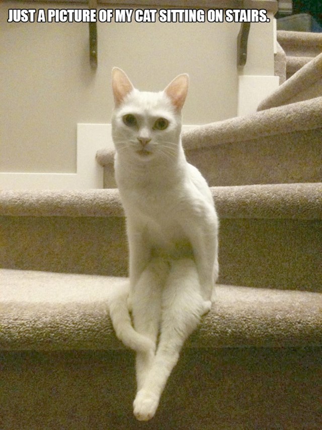 8. Samo fotka moje mačke koja sjedi na stepenicama.