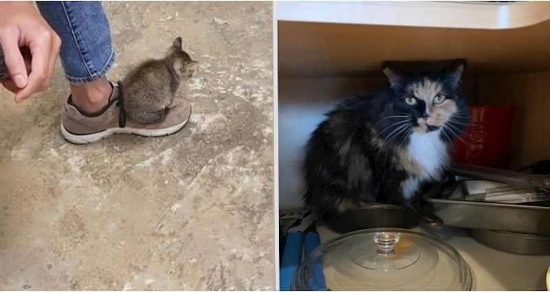 17 odvažnih životinja koje su apsolutne šefice u svojoj kući