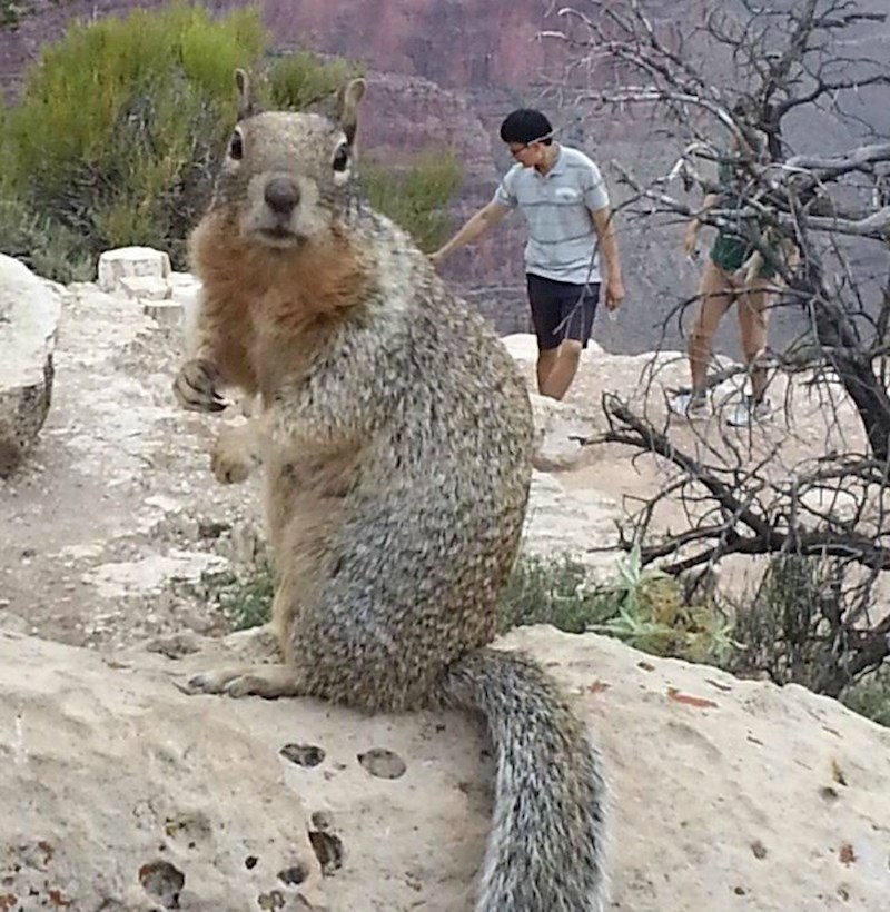 17. Minijaturan tip mazi divovsku vjevericu?😆
