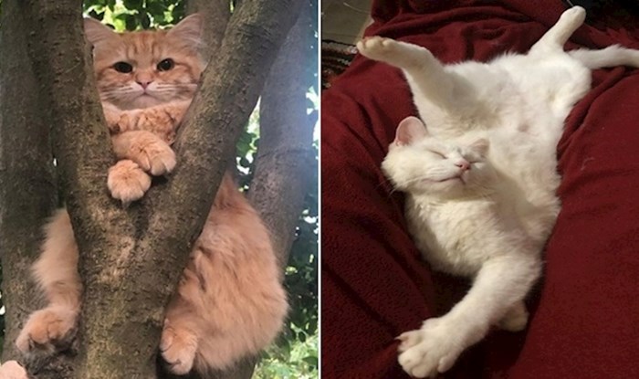 15 fotki na kojima se vidi da su mačke prave čudakinje