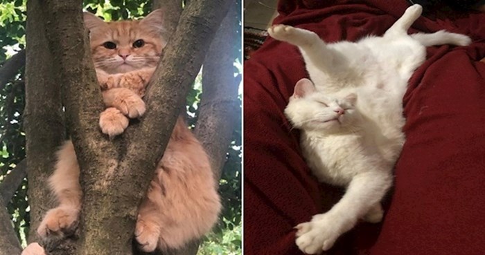 15 fotki na kojima se vidi da su mačke prave čudakinje